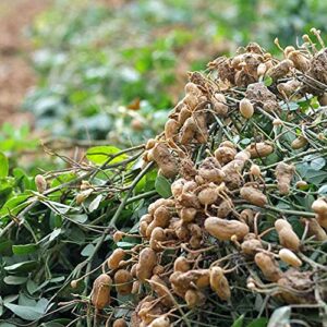 100PCS Seeds Peanut Seeds | Non-GMO | Virginia Jumbo, Fresh Garden Seeds, Gardeners Choice!