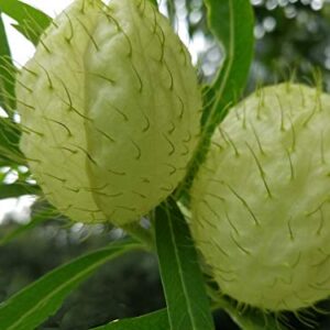 Butterfly Milk Weed Balloon Plant, Butterfly Garden, Butterfly Weed, Hairy Balls, Fur Balls, Cotton-Bush, Oscar, Giant Swan Milkweed, Asclepias Physoca (24+ Seeds) Grown in and Shipped from The USA.