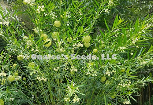 Butterfly Milk Weed Balloon Plant, Butterfly Garden, Butterfly Weed, Hairy Balls, Fur Balls, Cotton-Bush, Oscar, Giant Swan Milkweed, Asclepias Physoca (24+ Seeds) Grown in and Shipped from The USA.