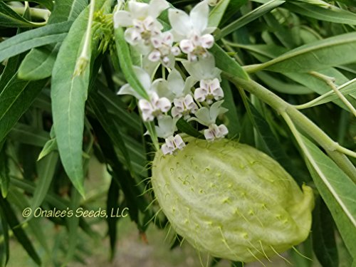 Butterfly Milk Weed Balloon Plant, Butterfly Garden, Butterfly Weed, Hairy Balls, Fur Balls, Cotton-Bush, Oscar, Giant Swan Milkweed, Asclepias Physoca (24+ Seeds) Grown in and Shipped from The USA.