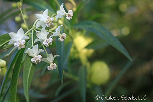 Butterfly Milk Weed Balloon Plant, Butterfly Garden, Butterfly Weed, Hairy Balls, Fur Balls, Cotton-Bush, Oscar, Giant Swan Milkweed, Asclepias Physoca (24+ Seeds) Grown in and Shipped from The USA.