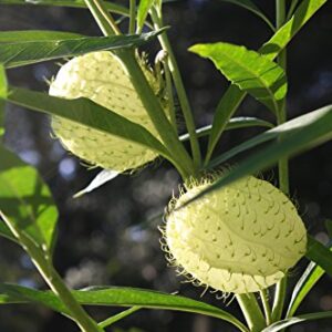 Butterfly Milk Weed Balloon Plant, Butterfly Garden, Butterfly Weed, Hairy Balls, Fur Balls, Cotton-Bush, Oscar, Giant Swan Milkweed, Asclepias Physoca (24+ Seeds) Grown in and Shipped from The USA.