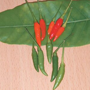 pepper seeds – hot – thai – garden bird – 500 mg packet ~90 seeds – non-gmo, heirloom – asian garden vegetable