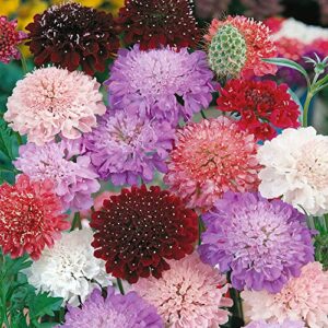 outsidepride annual scabiosa dwarf double pincushion garden cut flower mix for arrangements, drying, & pressing – 200 seeds