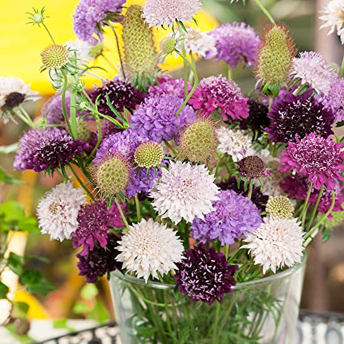 Outsidepride Annual Scabiosa Dwarf Double Pincushion Garden Cut Flower Mix for Arrangements, Drying, & Pressing - 200 Seeds