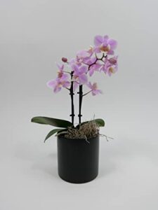 athena’s garden’s 3″ double spike phalaenopsis, pink blooms and color-assorted