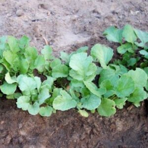 "Sparkler White Tip" Radish Seeds for Planting, 100+ Heirloom Seeds Per Packet, (Isla's Garden Seeds), Non GMO Seeds, Botanical Name: Raphanus sativus, 90% Germination Rate