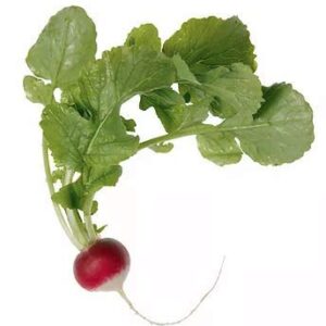 "Sparkler White Tip" Radish Seeds for Planting, 100+ Heirloom Seeds Per Packet, (Isla's Garden Seeds), Non GMO Seeds, Botanical Name: Raphanus sativus, 90% Germination Rate