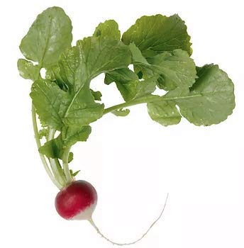 "Sparkler White Tip" Radish Seeds for Planting, 100+ Heirloom Seeds Per Packet, (Isla's Garden Seeds), Non GMO Seeds, Botanical Name: Raphanus sativus, 90% Germination Rate