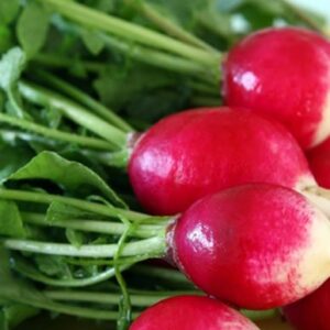 "Sparkler White Tip" Radish Seeds for Planting, 100+ Heirloom Seeds Per Packet, (Isla's Garden Seeds), Non GMO Seeds, Botanical Name: Raphanus sativus, 90% Germination Rate