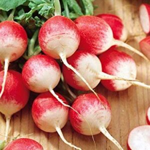 "Sparkler White Tip" Radish Seeds for Planting, 100+ Heirloom Seeds Per Packet, (Isla's Garden Seeds), Non GMO Seeds, Botanical Name: Raphanus sativus, 90% Germination Rate