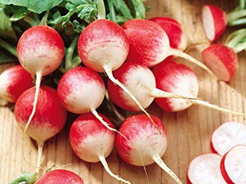 "Sparkler White Tip" Radish Seeds for Planting, 100+ Heirloom Seeds Per Packet, (Isla's Garden Seeds), Non GMO Seeds, Botanical Name: Raphanus sativus, 90% Germination Rate