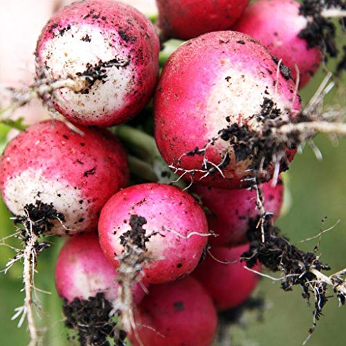 "Sparkler White Tip" Radish Seeds for Planting, 100+ Heirloom Seeds Per Packet, (Isla's Garden Seeds), Non GMO Seeds, Botanical Name: Raphanus sativus, 90% Germination Rate