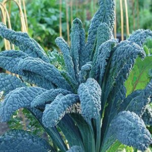 Lacinato Kale Seeds (Brassica oleracea VAR. palmifolia), 1 Gram Seeds for Planting, Non-GMO, Heirloom Gardening & Microgreens - Aka Dinosaur Kale, Lacinato Italian Tuscan Kale Garden.