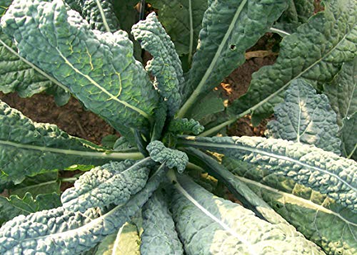 Lacinato Kale Seeds (Brassica oleracea VAR. palmifolia), 1 Gram Seeds for Planting, Non-GMO, Heirloom Gardening & Microgreens - Aka Dinosaur Kale, Lacinato Italian Tuscan Kale Garden.