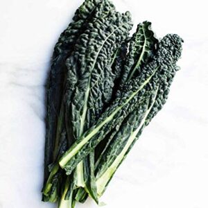 Lacinato Kale Seeds (Brassica oleracea VAR. palmifolia), 1 Gram Seeds for Planting, Non-GMO, Heirloom Gardening & Microgreens - Aka Dinosaur Kale, Lacinato Italian Tuscan Kale Garden.