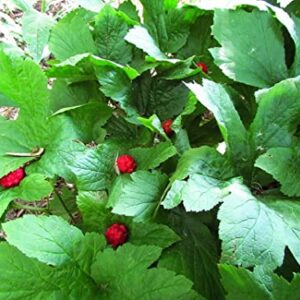 Goldenseal Plant Bare Roots Perennial for Planting - 12 Roots Planting Growing Outdoor Indoor Perennial Ornaments Can Grow Pots Gift Garden