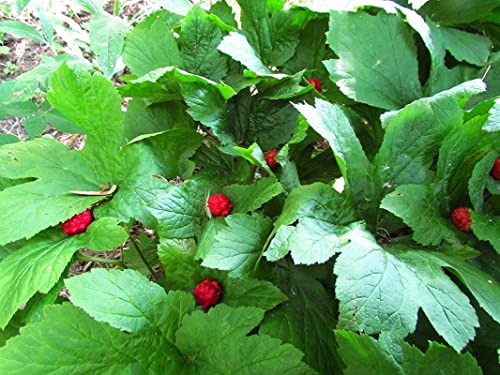 Goldenseal Plant Bare Roots Perennial for Planting - 12 Roots Planting Growing Outdoor Indoor Perennial Ornaments Can Grow Pots Gift Garden