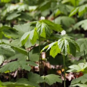 Goldenseal Plant Bare Roots Perennial for Planting - 12 Roots Planting Growing Outdoor Indoor Perennial Ornaments Can Grow Pots Gift Garden