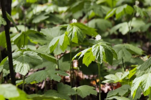 Goldenseal Plant Bare Roots Perennial for Planting - 12 Roots Planting Growing Outdoor Indoor Perennial Ornaments Can Grow Pots Gift Garden