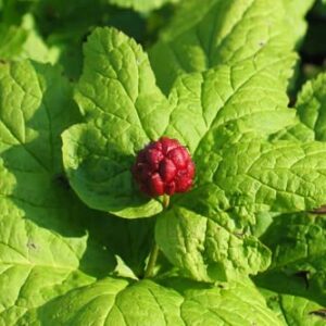 Goldenseal Plant Bare Roots Perennial for Planting - 12 Roots Planting Growing Outdoor Indoor Perennial Ornaments Can Grow Pots Gift Garden