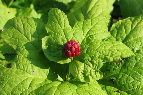 Goldenseal Plant Bare Roots Perennial for Planting - 12 Roots Planting Growing Outdoor Indoor Perennial Ornaments Can Grow Pots Gift Garden