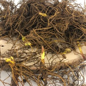 Goldenseal Plant Bare Roots Perennial for Planting - 12 Roots Planting Growing Outdoor Indoor Perennial Ornaments Can Grow Pots Gift Garden