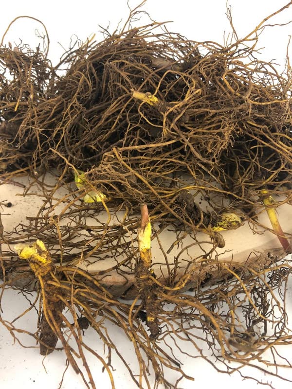 Goldenseal Plant Bare Roots Perennial for Planting - 12 Roots Planting Growing Outdoor Indoor Perennial Ornaments Can Grow Pots Gift Garden