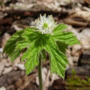 Goldenseal Plant Bare Roots Perennial for Planting - 12 Roots Planting Growing Outdoor Indoor Perennial Ornaments Can Grow Pots Gift Garden