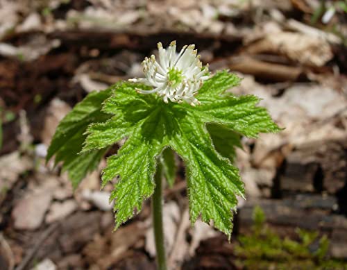 Goldenseal Plant Bare Roots Perennial for Planting - 12 Roots Planting Growing Outdoor Indoor Perennial Ornaments Can Grow Pots Gift Garden