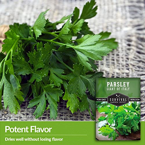 Survival Garden Seeds - Giant of Italy Parsley Seed for Planting - Packet with Instructions to Plant and Grow Italian Flat Leaf Parsley Herbs in Your Home Vegetable Garden - Non-GMO Heirloom Variety
