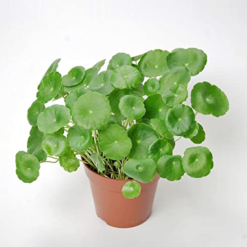 QAUZUY GARDEN 200 Centella Asiatica Seeds Indian Pennywort, Gotu Kola, Kodavan, Asiatic Pennywort - Non-GMO Seeds - Wonderful Herb to Plant Home Garden