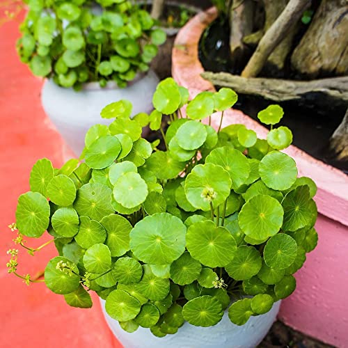 QAUZUY GARDEN 200 Centella Asiatica Seeds Indian Pennywort, Gotu Kola, Kodavan, Asiatic Pennywort - Non-GMO Seeds - Wonderful Herb to Plant Home Garden