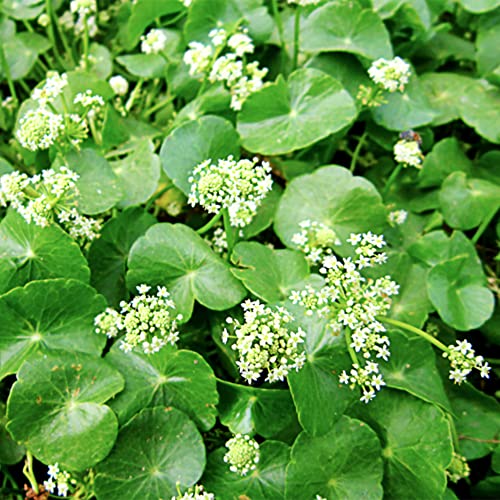 QAUZUY GARDEN 200 Centella Asiatica Seeds Indian Pennywort, Gotu Kola, Kodavan, Asiatic Pennywort - Non-GMO Seeds - Wonderful Herb to Plant Home Garden