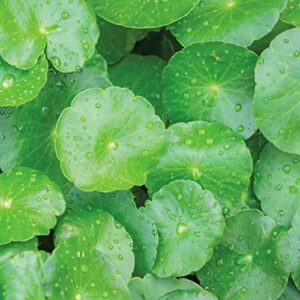 QAUZUY GARDEN 200 Centella Asiatica Seeds Indian Pennywort, Gotu Kola, Kodavan, Asiatic Pennywort - Non-GMO Seeds - Wonderful Herb to Plant Home Garden