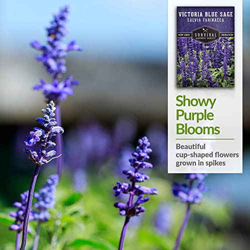 Survival Garden Seeds - Victoria Blue Sage Seed for Planting - 2 Packs with Instructions to Plant and Grow Mealycup Sage or Salvia Farinacea in Your Home Vegetable Garden - Non-GMO Heirloom Variety