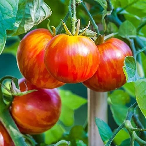 David's Garden Seeds Tomato Slicing Indeterminate Tigerella FBA-4919 (Multi) 25 Non-GMO, Heirloom Seeds