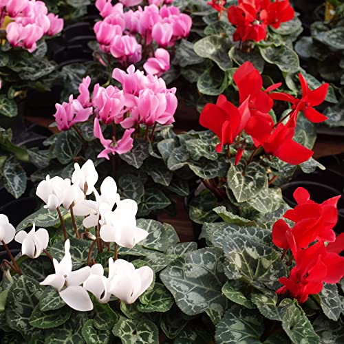 YEGAOL Garden 40Pcs Cyclamen Seeds Cyclamen Persicum Seeds Perennial GMO Free Primulaceae Sweet-Scented Flower Seeds Indoor Potted Plant