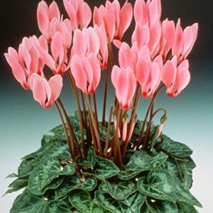 YEGAOL Garden 40Pcs Cyclamen Seeds Cyclamen Persicum Seeds Perennial GMO Free Primulaceae Sweet-Scented Flower Seeds Indoor Potted Plant