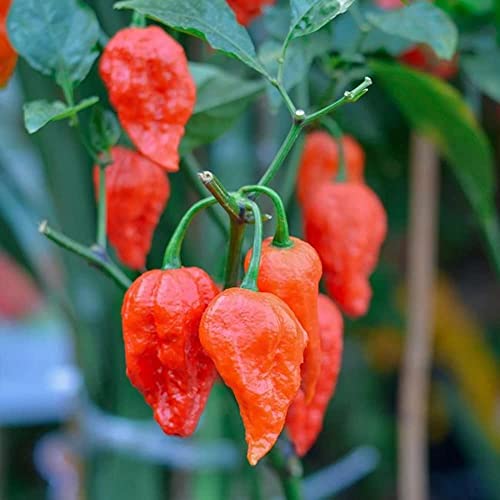 Pepper Joe’s Ghost Pepper Seeds – Pack of 10+ Superhot Chili Pepper Seeds – USA Grown – Premium Non-GMO Bhut Jolokia Seeds for Planting in Your Garden