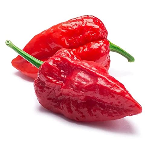 Pepper Joe’s Ghost Pepper Seeds – Pack of 10+ Superhot Chili Pepper Seeds – USA Grown – Premium Non-GMO Bhut Jolokia Seeds for Planting in Your Garden