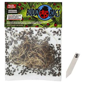 1500 pre-fed live ladybugs | buddybugs | hippodamia convergens | guaranteed live delivery | for aphid control and other insects + thcity stake