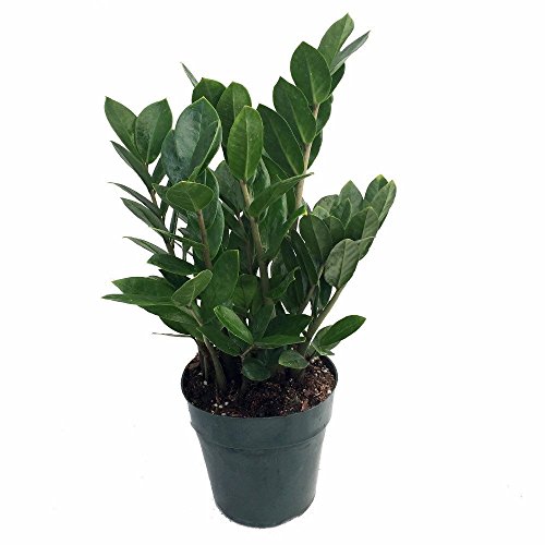 Hirt's Gardens Zamioculcas zamiifolia Hardy House Plant - 6" Pot