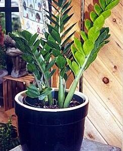 Hirt's Gardens Zamioculcas zamiifolia Hardy House Plant - 6" Pot