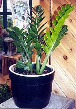 Hirt's Gardens Zamioculcas zamiifolia Hardy House Plant - 6" Pot