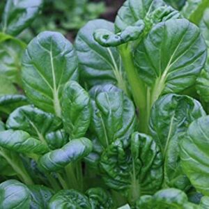 Tatsoi Mustard 500 mg Green Seeds for Planting, USA Green Garden Vegetable Seeds, Chinese Cabbage, Tat Choi, Pak Choi, Spinach Mustard, Rosette Bok Choy, Asian Brassice Rapa VAR. Rosularis, Non-GMO