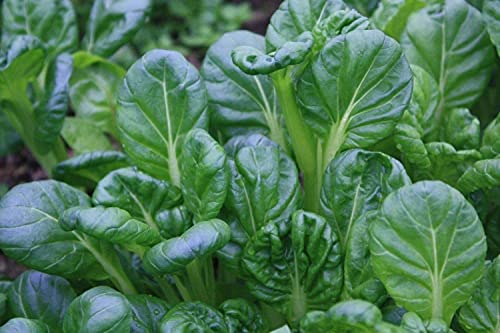 Tatsoi Mustard 500 mg Green Seeds for Planting, USA Green Garden Vegetable Seeds, Chinese Cabbage, Tat Choi, Pak Choi, Spinach Mustard, Rosette Bok Choy, Asian Brassice Rapa VAR. Rosularis, Non-GMO