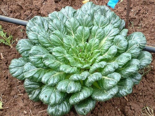 Tatsoi Mustard 500 mg Green Seeds for Planting, USA Green Garden Vegetable Seeds, Chinese Cabbage, Tat Choi, Pak Choi, Spinach Mustard, Rosette Bok Choy, Asian Brassice Rapa VAR. Rosularis, Non-GMO