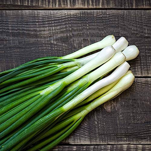 250 Tokyo Long White Bunching Onion Seeds for Planting Short Day Heirloom Non GMO 1 Grams Garden Vegetable Bulk Survival Hominy