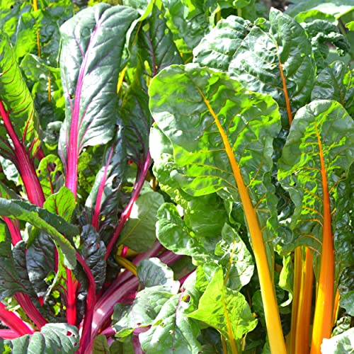 The Old Farmer's Almanac Heirloom Swiss Chard Seeds (Rainbow Mixture) - Approx 120 Seeds - Non-GMO, Open Pollinated, USA Origin